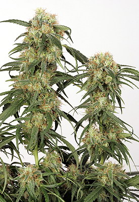 Pamir Gold Feminized Seeds