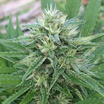 Panama x Bangi Haze Feminized Seeds