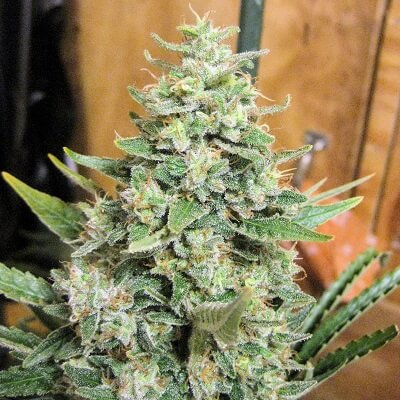 Panama x Malawi Regular Seeds (Limited Edition)