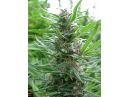 Panama Feminized Seeds