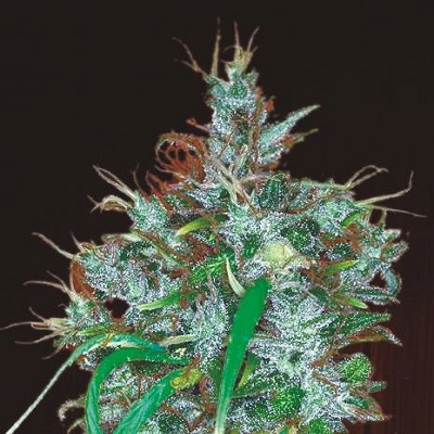 Panama Haze Feminized Seeds