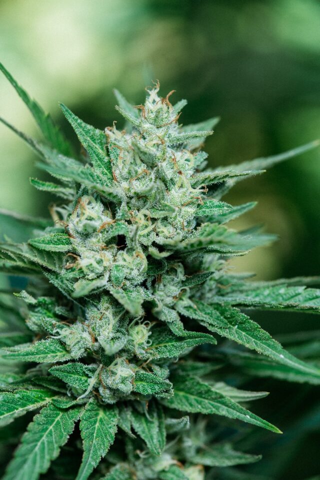 Papa Smurf FAST Feminized Seeds