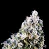Papaya Bomb x Cotton Candy FAST Feminized Seeds