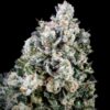 Papaya Bomb x Cotton Candy FAST Feminized Seeds