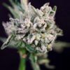 Papaya Bomb x GMO Cookies FAST Feminized Seeds