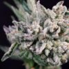 Papaya Bomb x GMO Cookies FAST Feminized Seeds