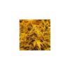 Buy Papaya Feminized Seeds by Nirvana in America - Image 2