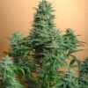Papaya Feminized Seeds