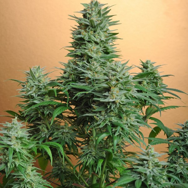 Papaya Feminized Seeds