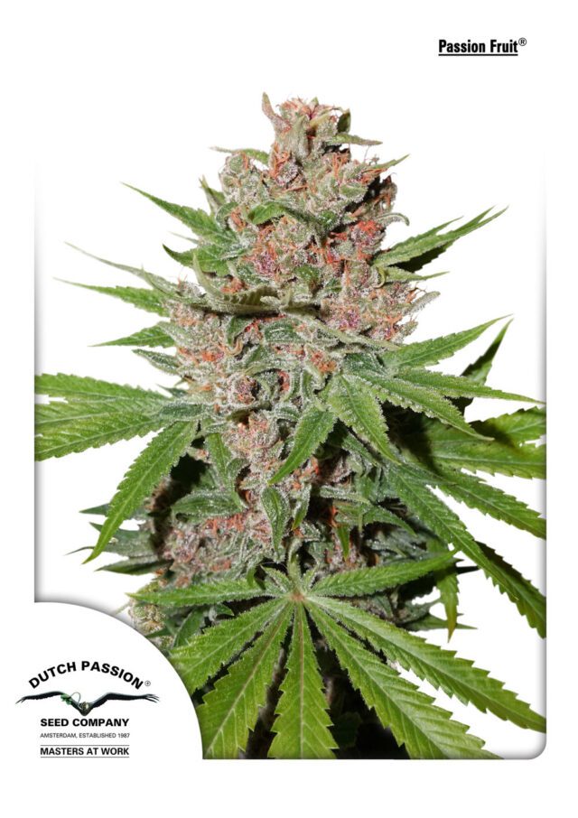 Passion Fruit Feminized Seeds