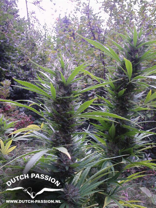 Passion #1 Regular Seeds