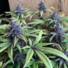 Buy Pakistan Chitral Kush Regular Seeds - Breeders Pack by Ace Seeds in America - Image 2