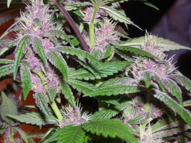 Pakistan Chitral Kush Feminized Seeds - Breeders Pack