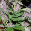 Pakistan Chitral Kush Regular Seeds - Breeders Pack