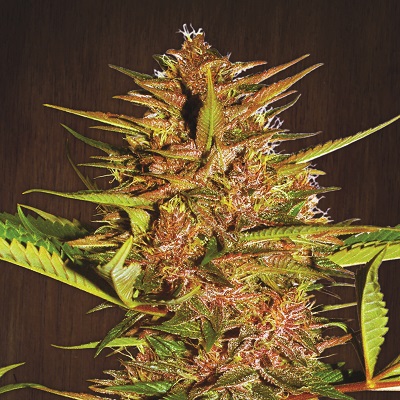 Pakistani Chitral Kush Feminized Seeds