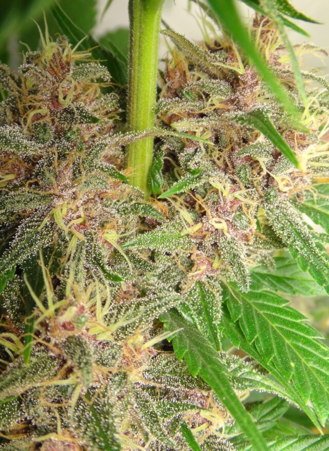 PCK x Kali China Feminized Seeds