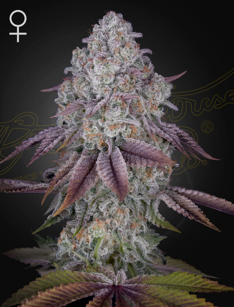 Persian Pie Feminized Seeds