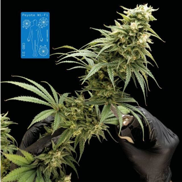 Peyote Wi-Fi CBD 2:1 Feminized Seeds