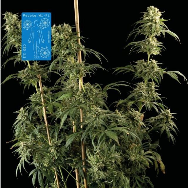 Peyote Wi-Fi CBD 2:1 Feminized Seeds