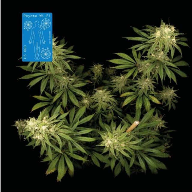 Peyote Wi-Fi CBD 2:1 Feminized Seeds