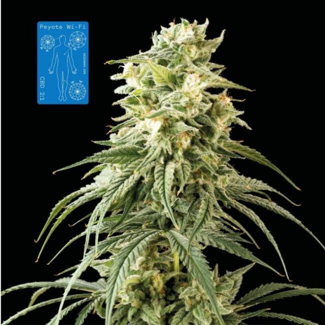 Peyote Wi-Fi CBD 2:1 Feminized Seeds