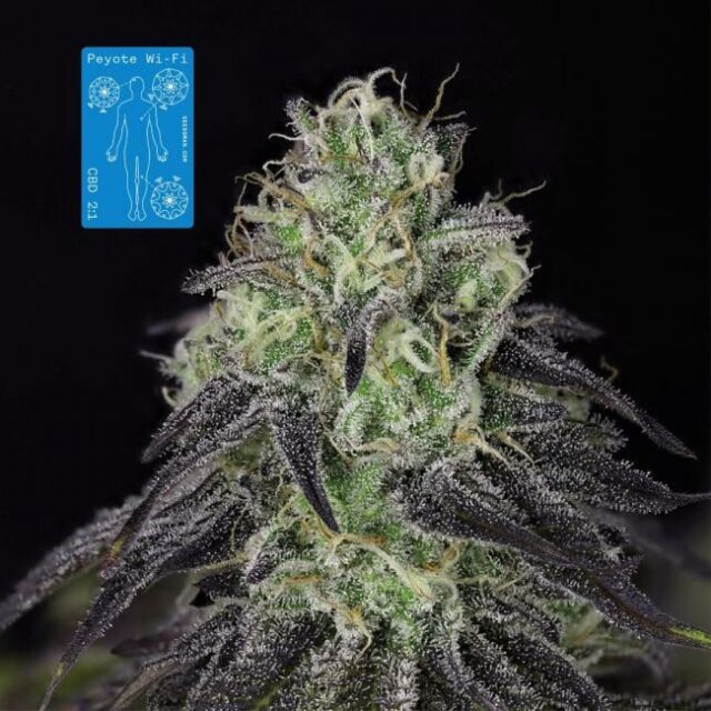 Peyote Wi-Fi CBD 2:1 Feminized Seeds