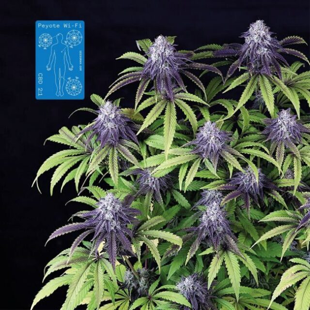 Peyote Wi-Fi CBD 2:1 Feminized Seeds