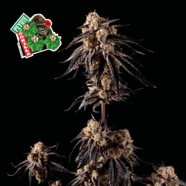 Peyote Gorilla Feminized Seeds