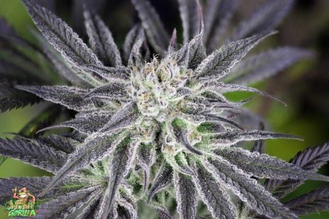 Peyote Gorilla Feminized Seeds