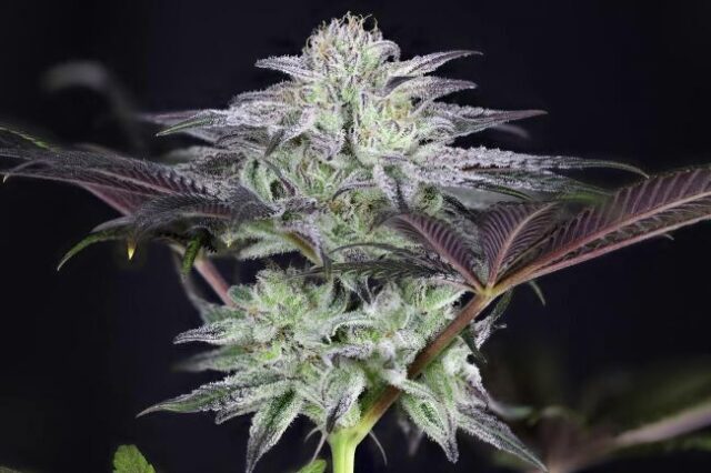 Peyote Gorilla Feminized Seeds