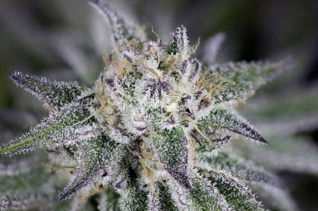 Peyote Gorilla Feminized Seeds