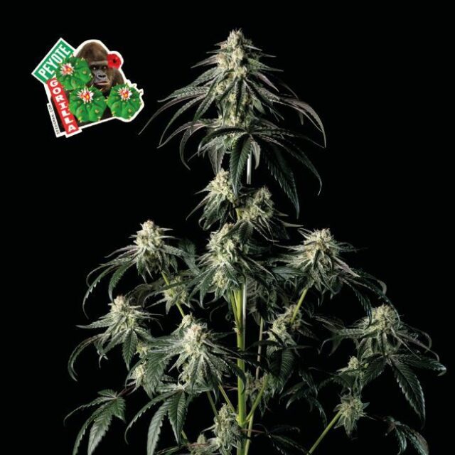 Peyote Gorilla Feminized Seeds