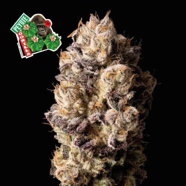 Peyote Gorilla Feminized Seeds