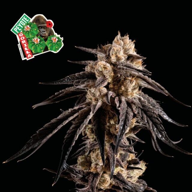 Peyote Gorilla Feminized Seeds