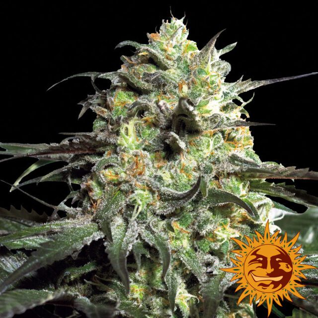 Peyote Cookies Feminized Seeds