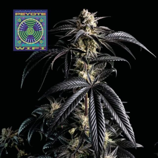 Peyote Wi-Fi Feminized Seeds