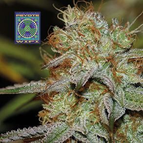 Peyote Wi-Fi Feminized Seeds