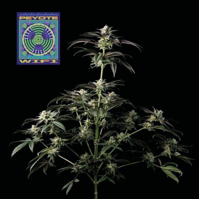 Peyote Wi-Fi Feminized Seeds