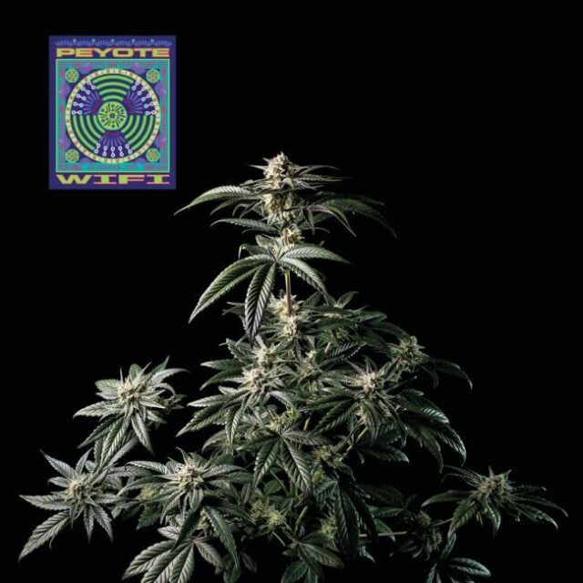 Peyote Wi-Fi Feminized Seeds