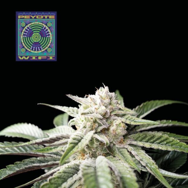 Peyote Wi-Fi Feminized Seeds