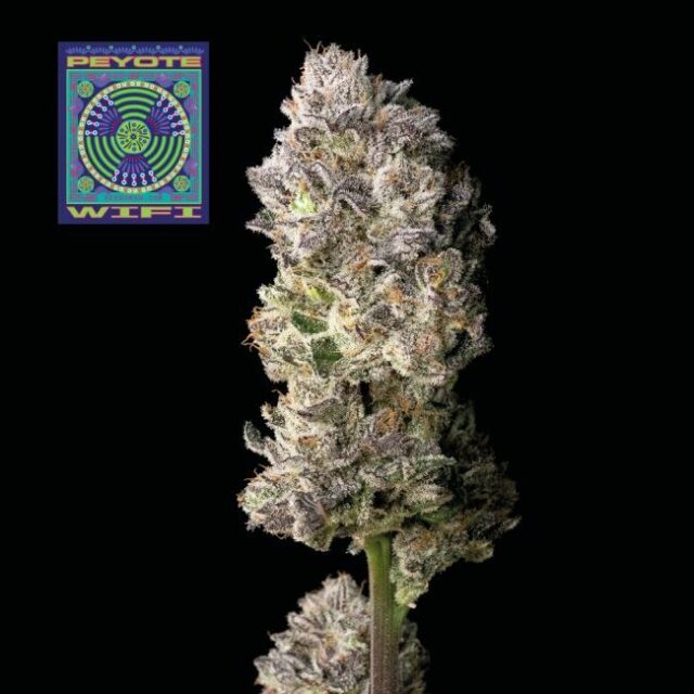 Peyote Wi-Fi Feminized Seeds