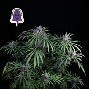 Purple Ghost Candy Feminized Seeds