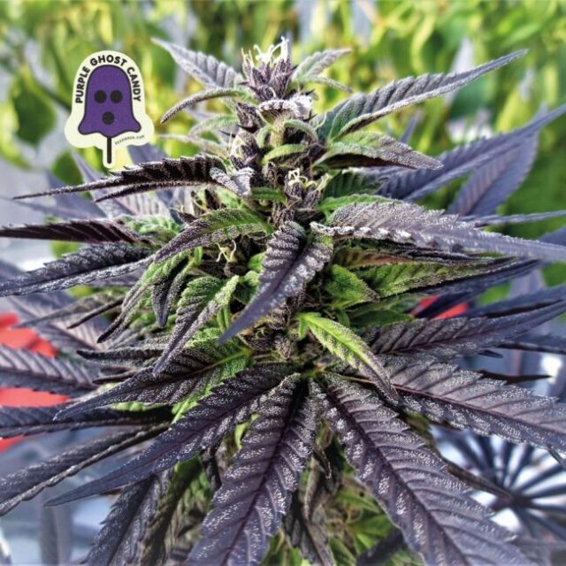 Purple Ghost Candy Feminized Seeds