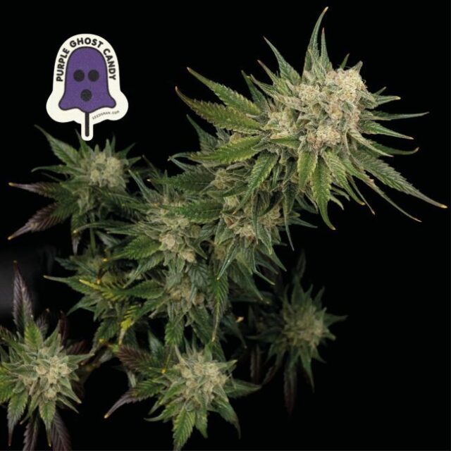 Purple Ghost Candy Feminized Seeds