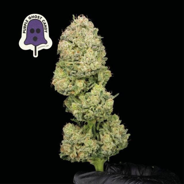 Purple Ghost Candy Feminized Seeds