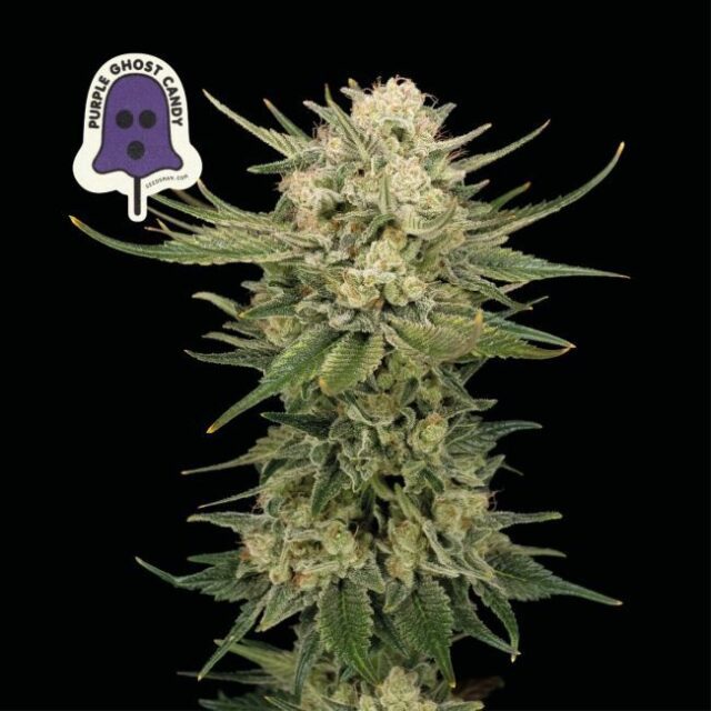 Purple Ghost Candy Feminized Seeds