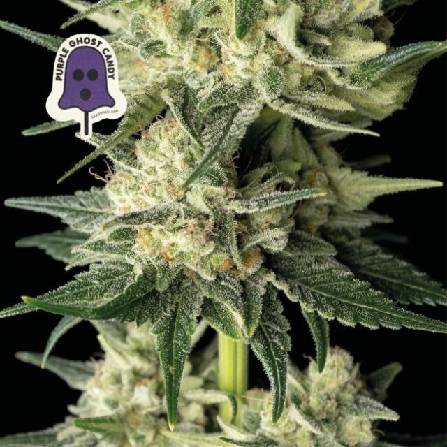 Purple Ghost Candy Feminized Seeds