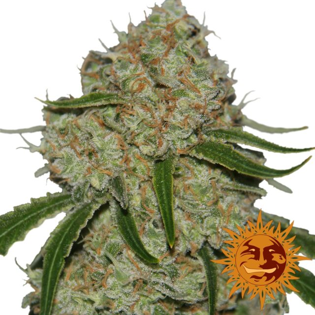 Phantom OG Feminized Seeds