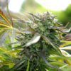 Buy Pineapple Chem Auto Feminized Seeds by Humboldt Seed Org. in America - Image 2