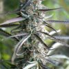 Pineapple Chem Auto Feminized Seeds